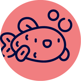 Guppies